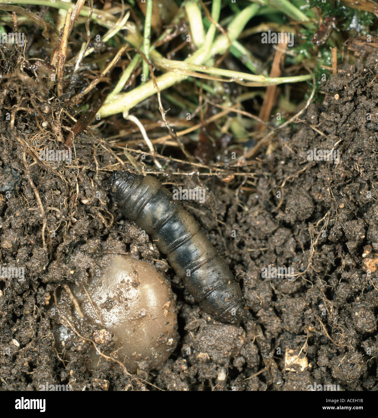 A leatherjacket Tipula sp crane fly larva feeding on roots of grass in soil Stock Photo