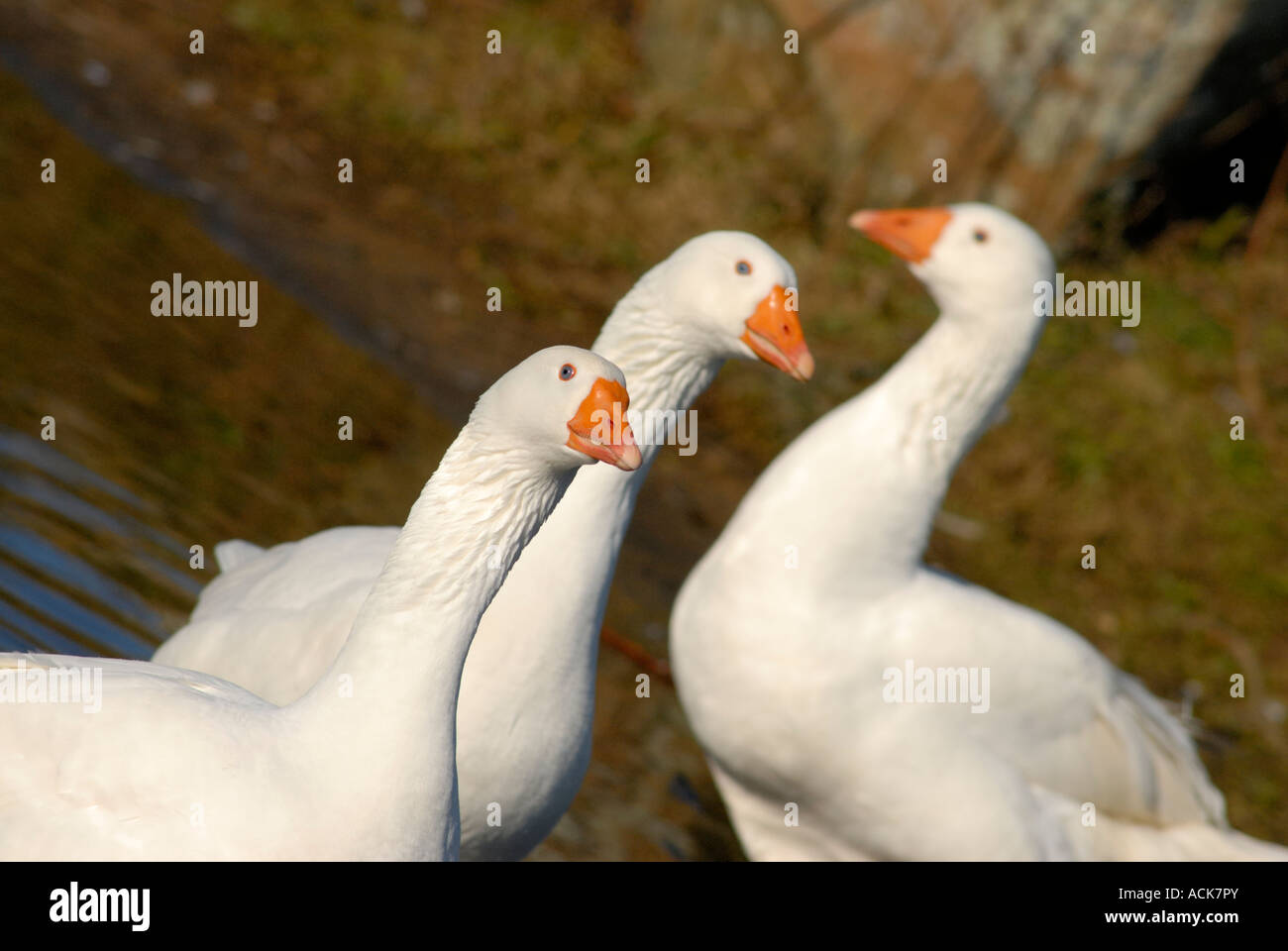 Three white domestic geese. Goose head and neck shot Stock Photo