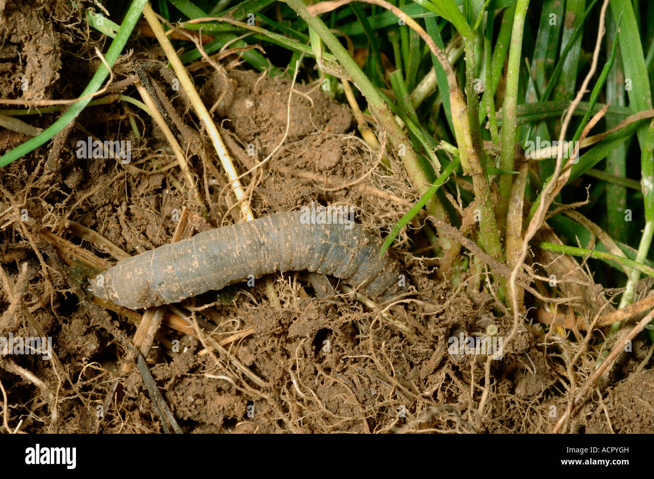 Leatherjacket Tipula spp feeding on the roots of mature lawn grass Stock Photo