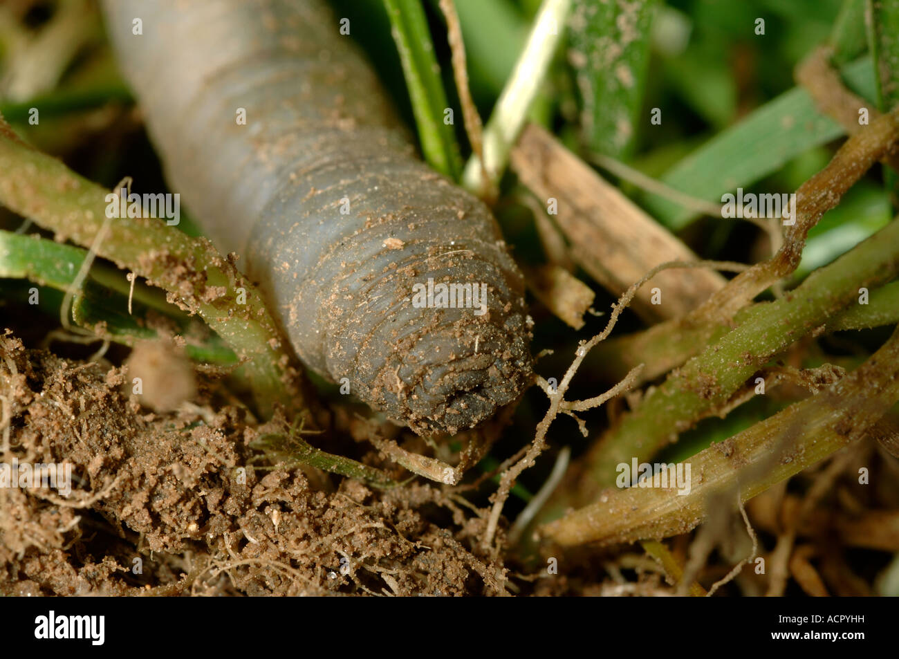 Leatherjacket Tipula spp feeding on the roots of mature lawn grass Stock Photo