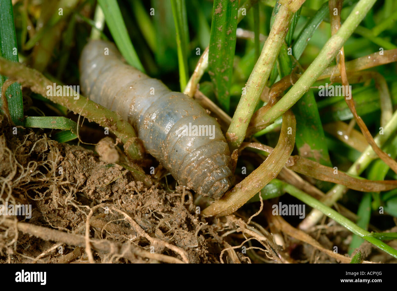 Leatherjacket Tipula spp feeding on the roots of mature lawn grass Stock Photo