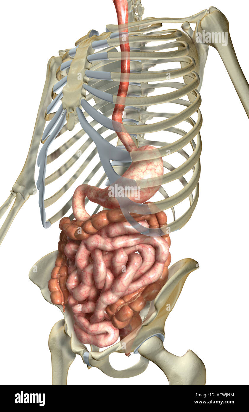 The digestive system Stock Photo