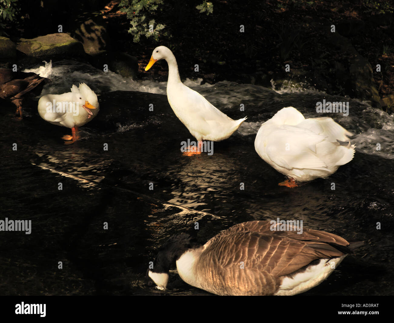 Canada Goose and White Ducks Carshalton Ponds Carshalton Surrey England Stock Photo