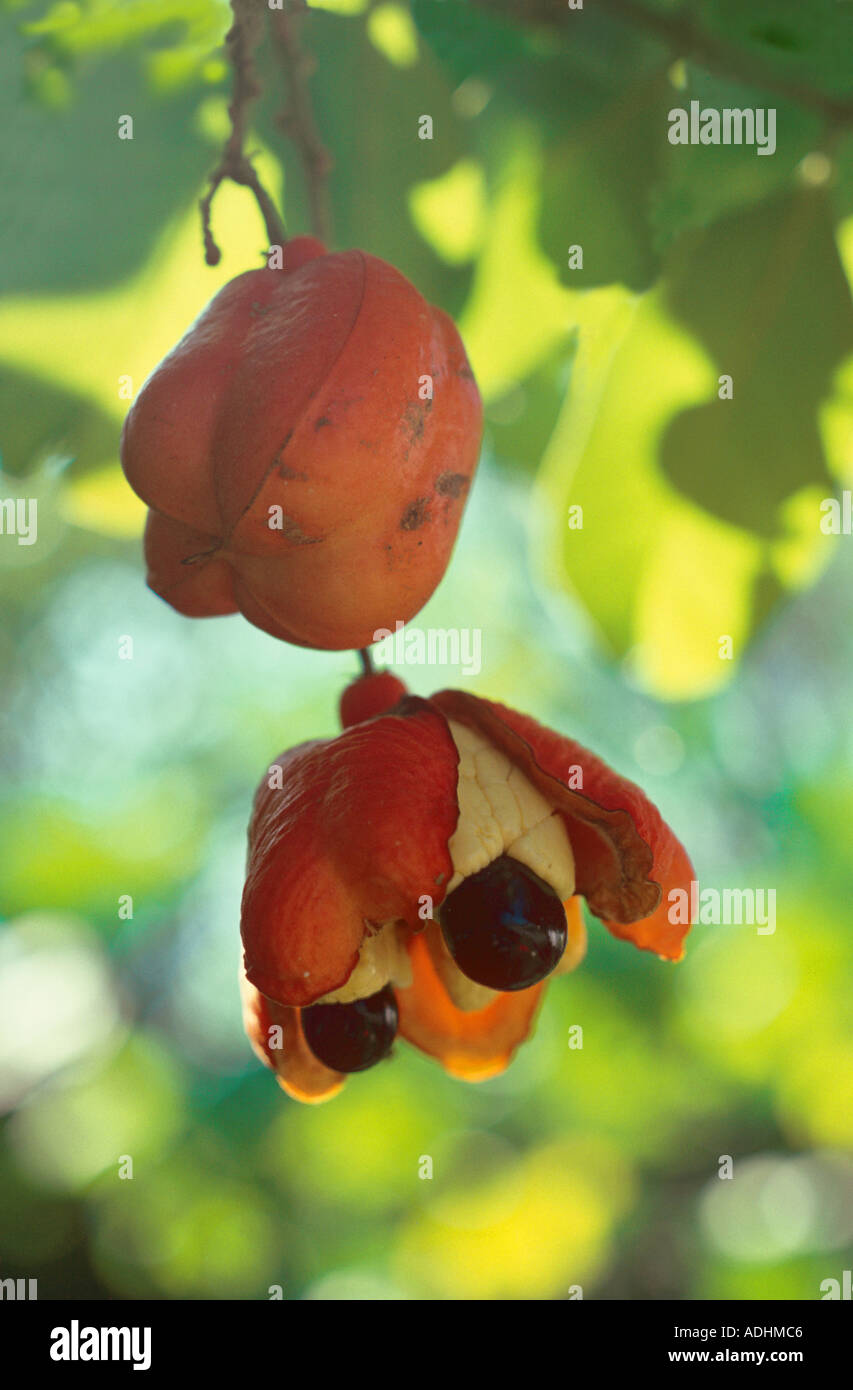 Ackee fruits Blighia sapida with black poisonous seeds Stock Photo