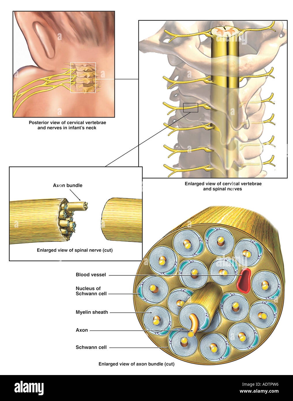 Spinal Nerve Anatomy