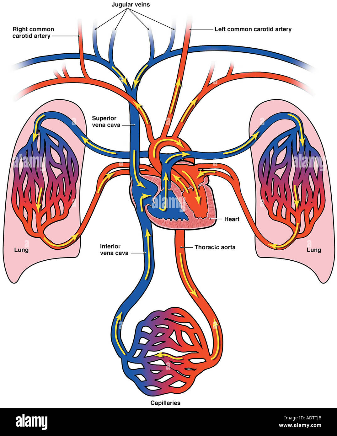 Labeled Diagram Of Blood Flow Through The Heart