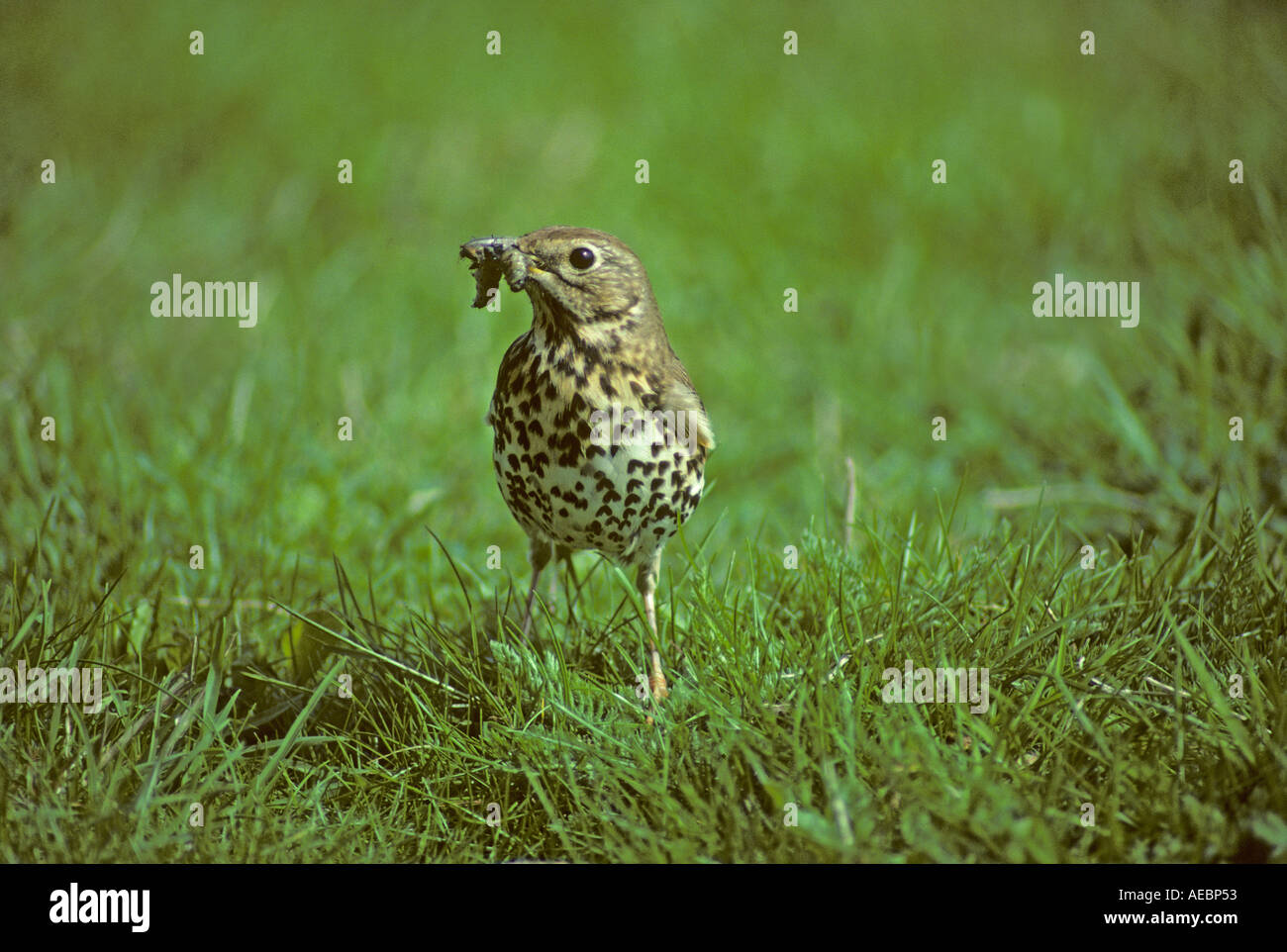 Song Thrush with grub on lawn Stock Photo