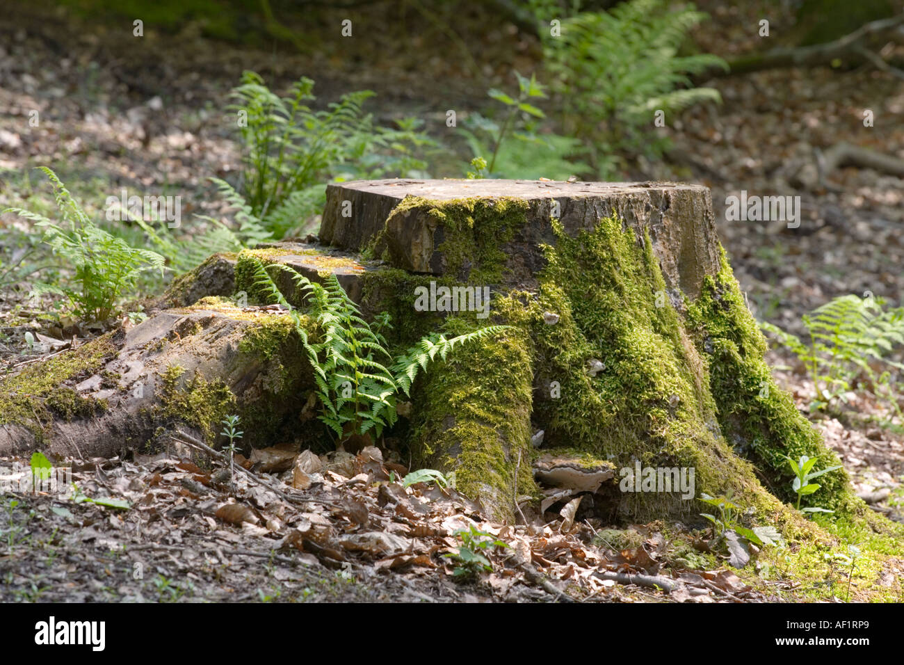 A mossy tree stump in a springtime woodland at Friday Street, Surrey Stock Photo