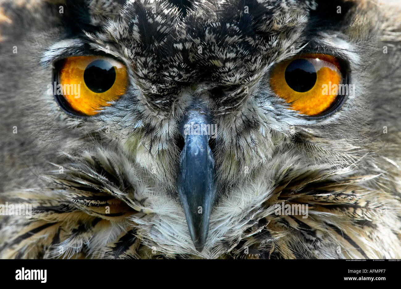 Euopean Eagle Owl Stock Photo