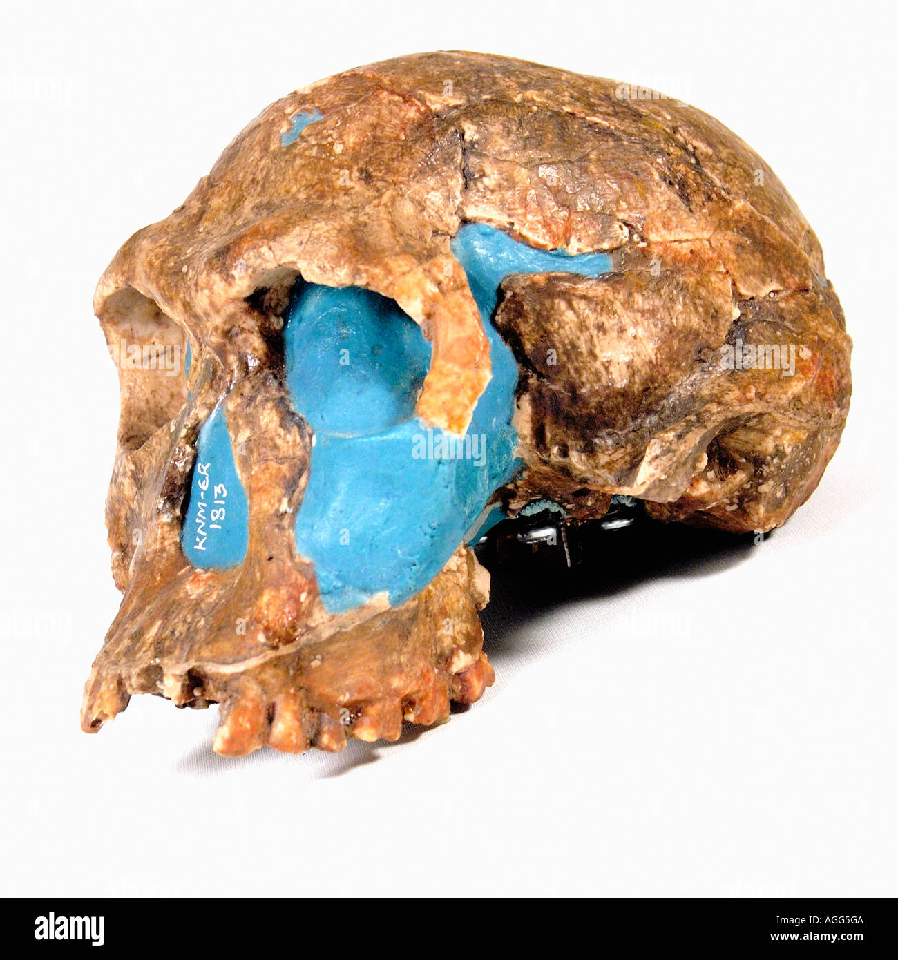 scull of a prehistoric primate (Homo Habilis) Stock Photo