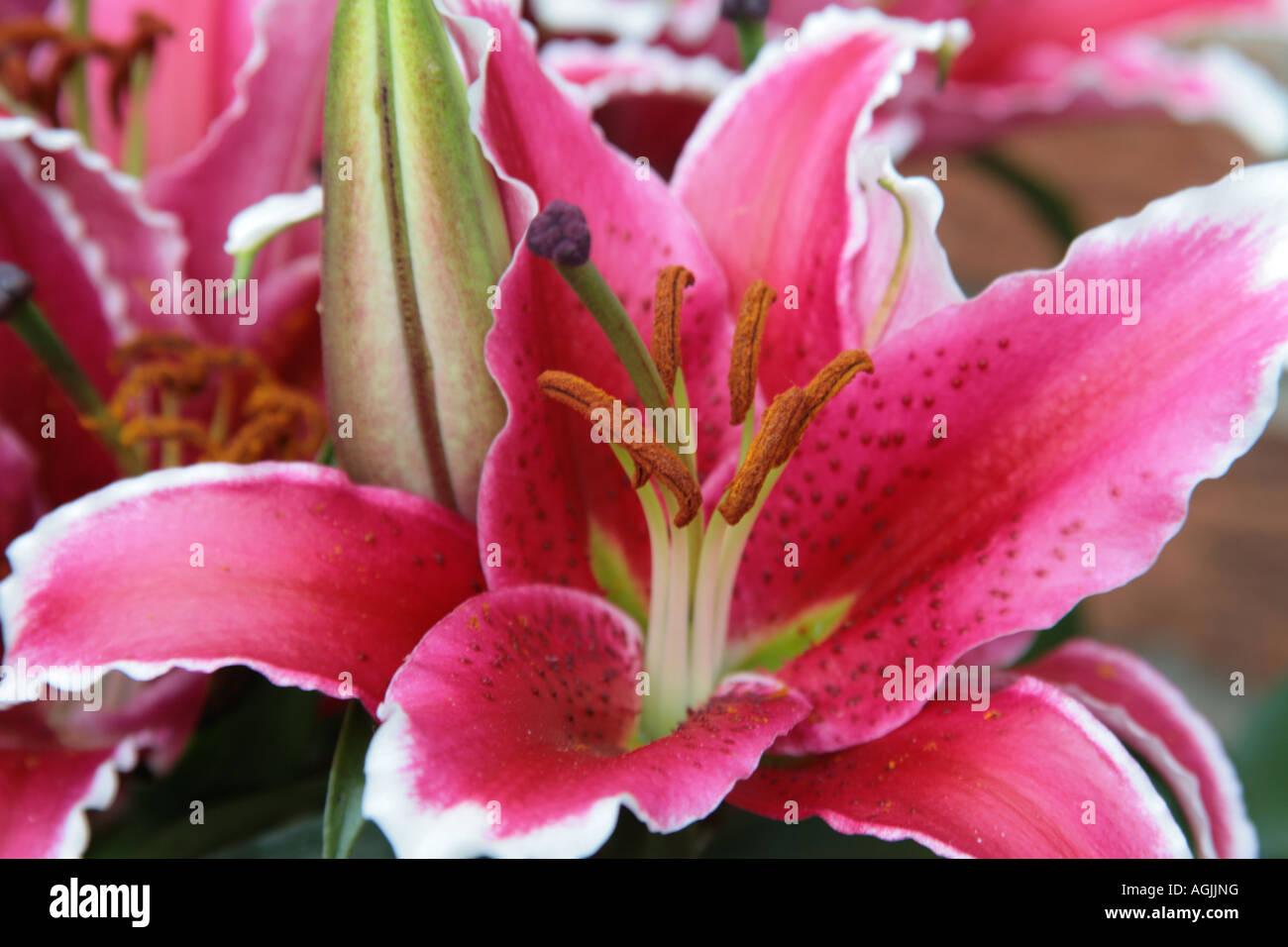 close up of red lily Stock Photo