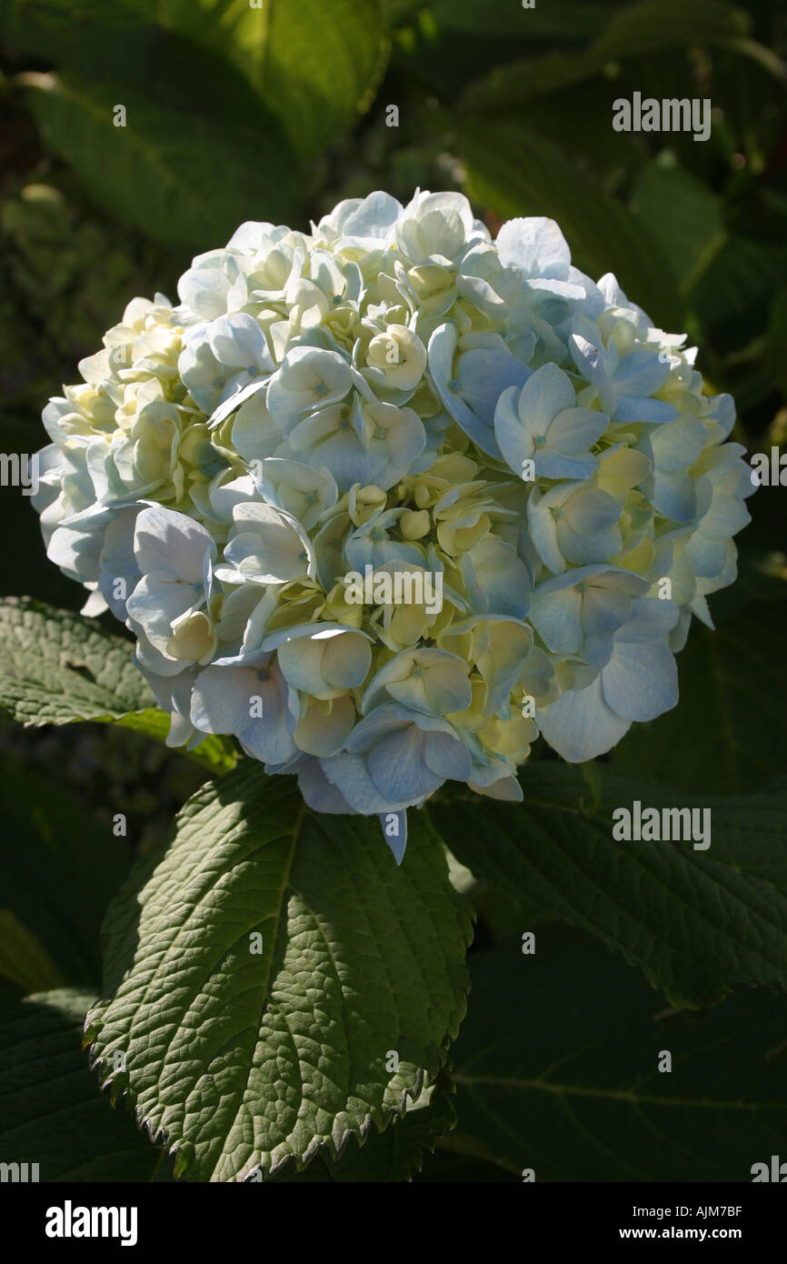 Light Blue HYDRANGEA Stock Photo