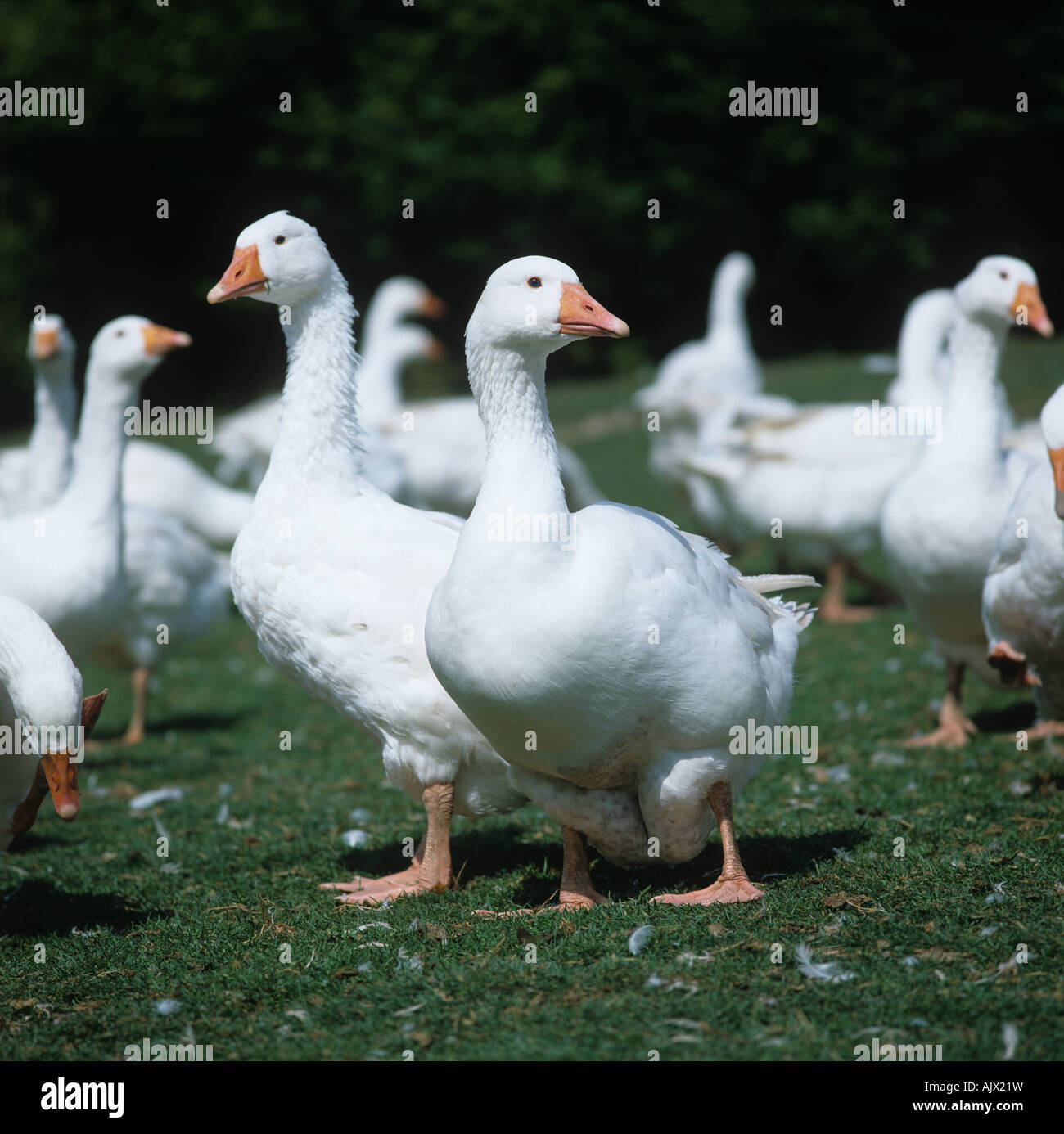 Farmed white geese Dorset Stock Photo