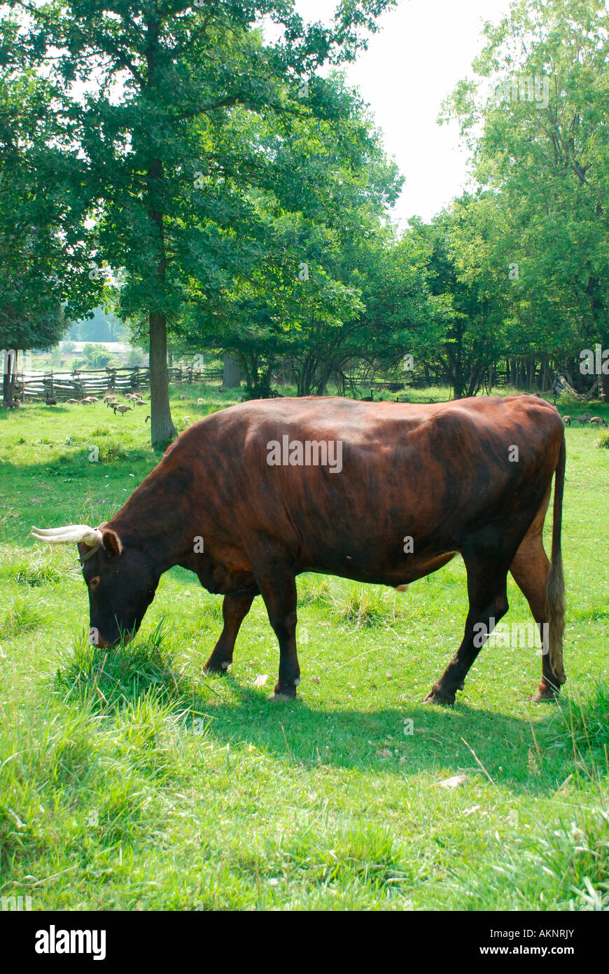 ox in field grazing Stock Photo