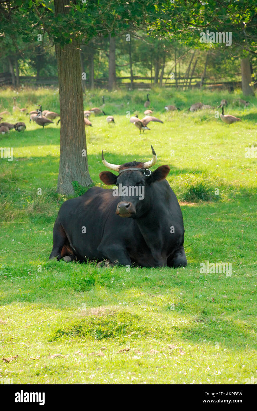 ox sitting in field in shade with canada geese Stock Photo