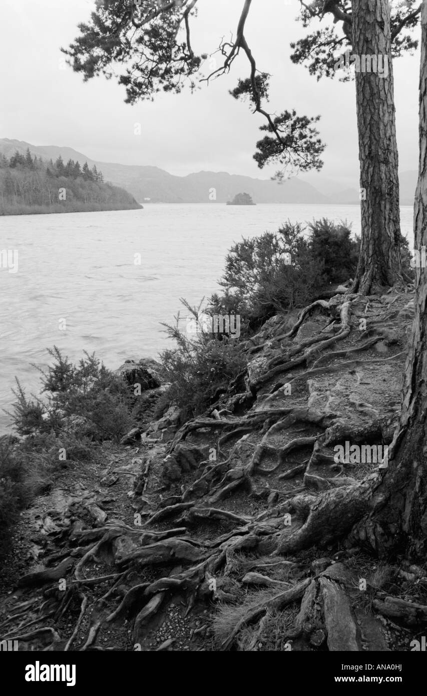 View over Derwent Water in the Lake District from near Friar's Crag with exposed tree roots in the foreground, in black and whit Stock Photo