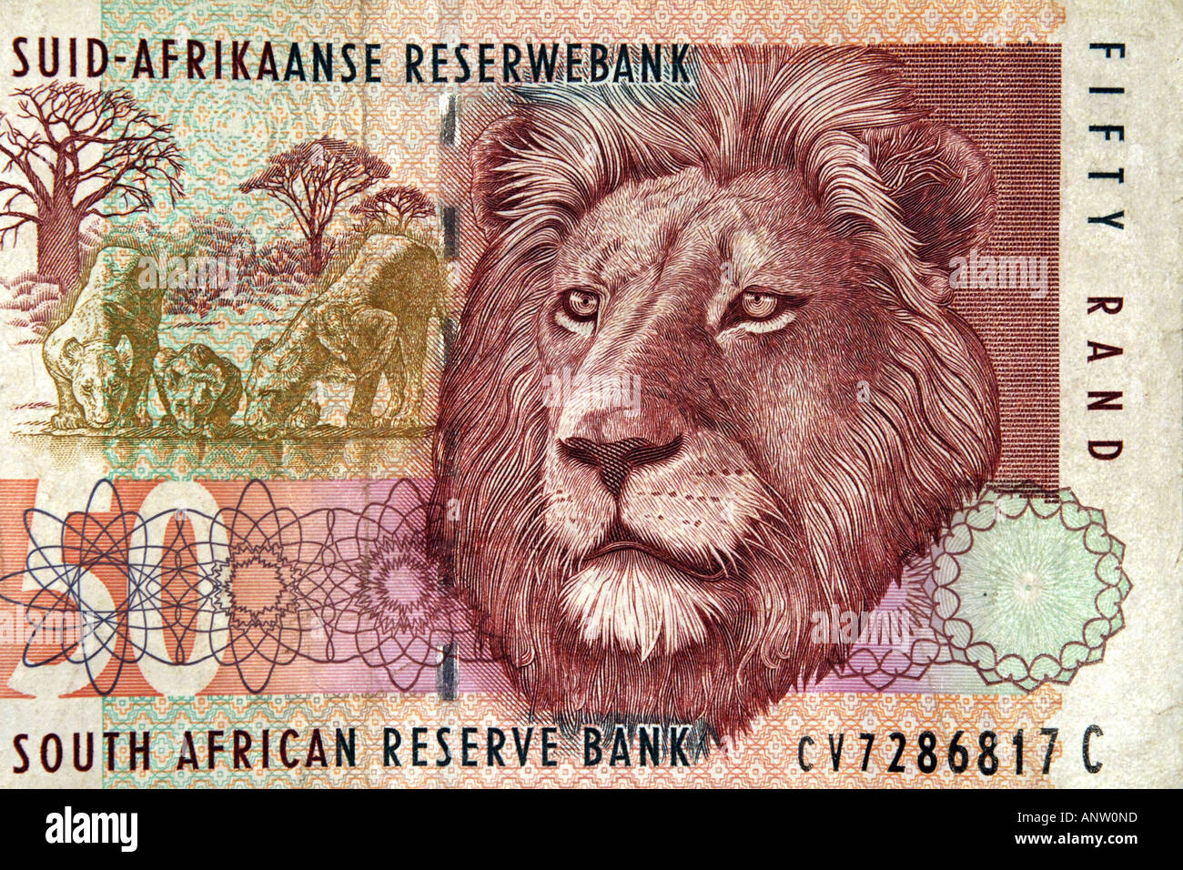 A close up of the Lion on the front of a Fifty Rand South African note. Stock Photo