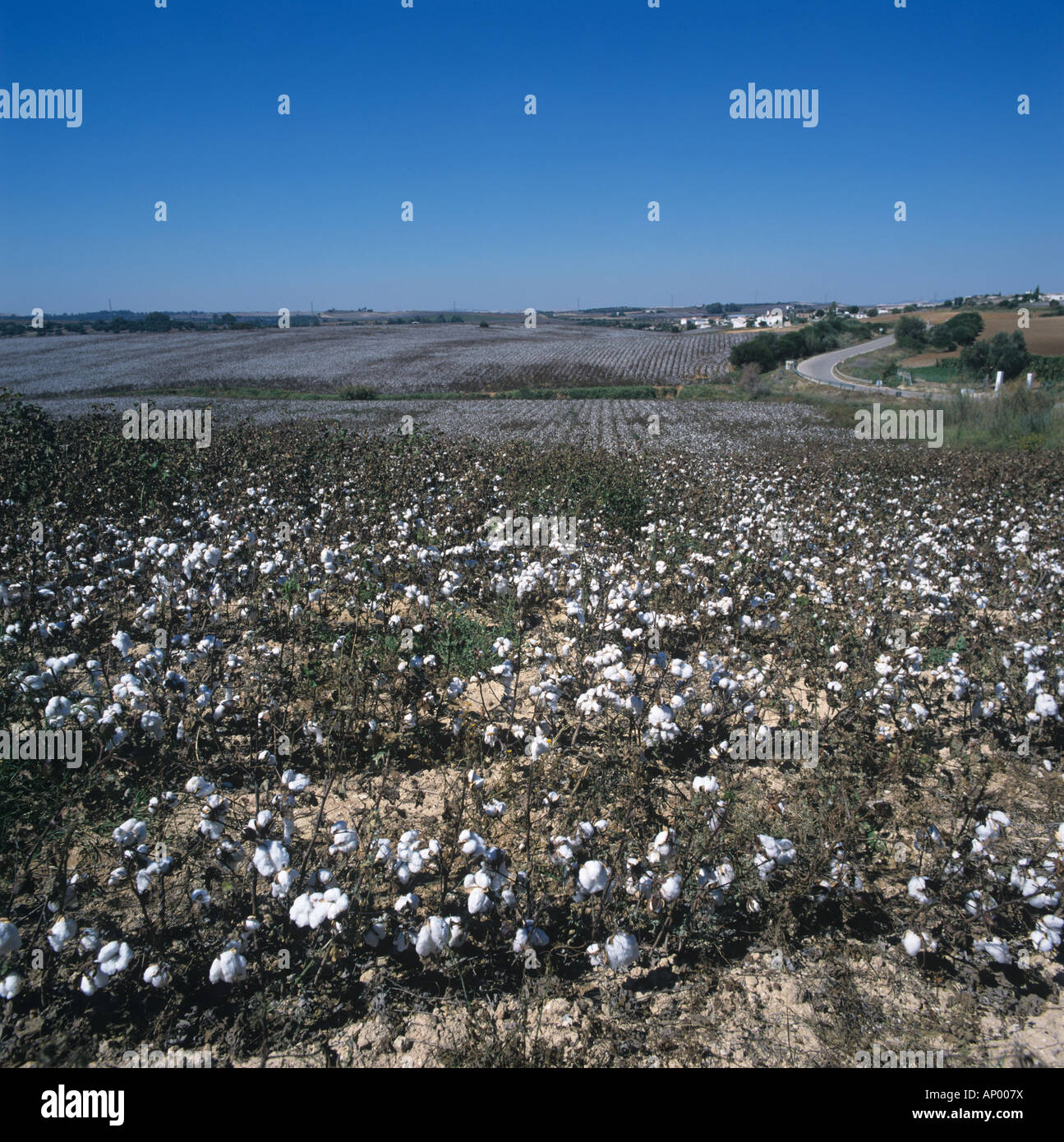 A short cotton crop in open boll Andalucia Spain Stock Photo