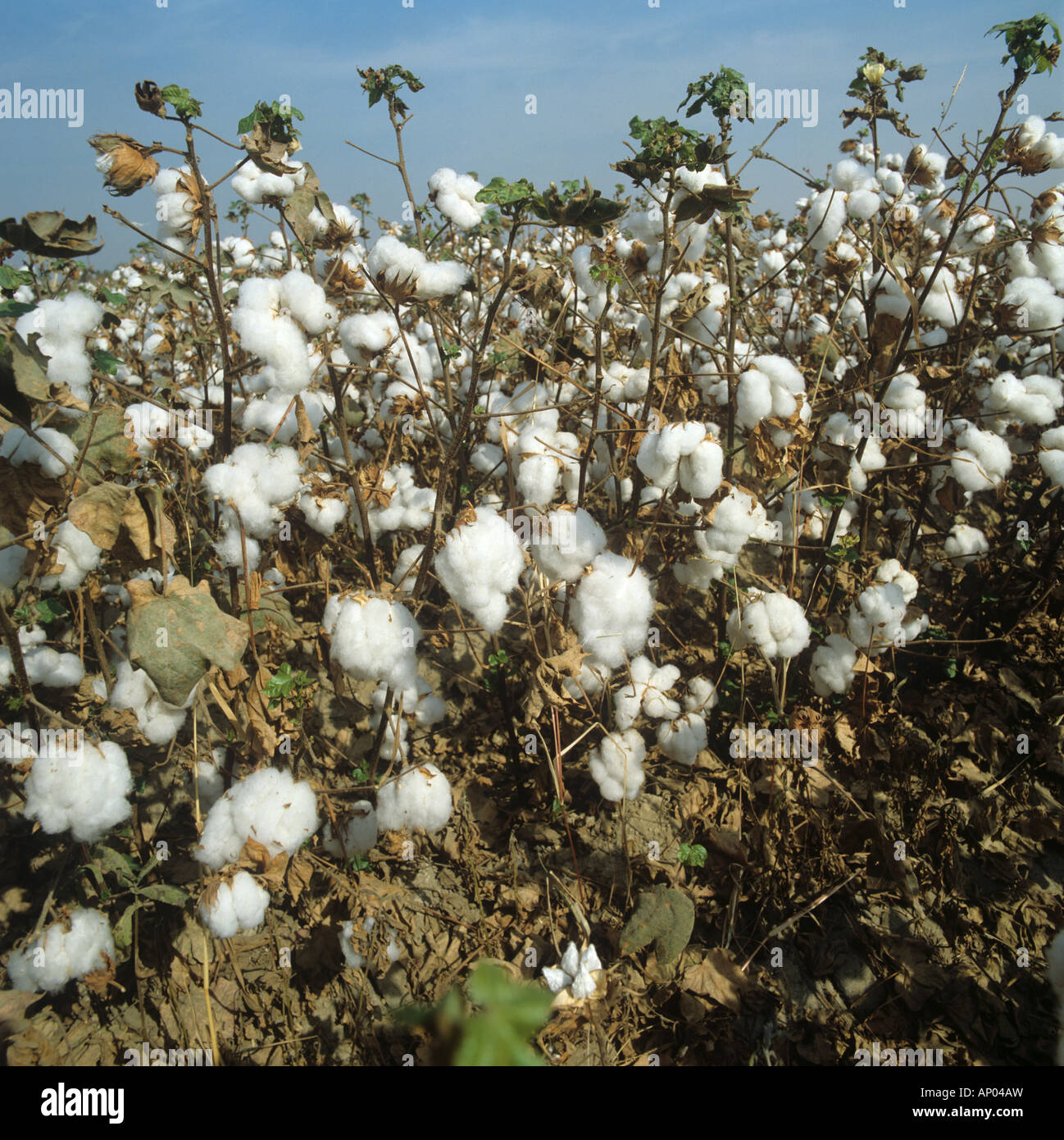 Cotton crop dessicated and in open boll California USA Stock Photo