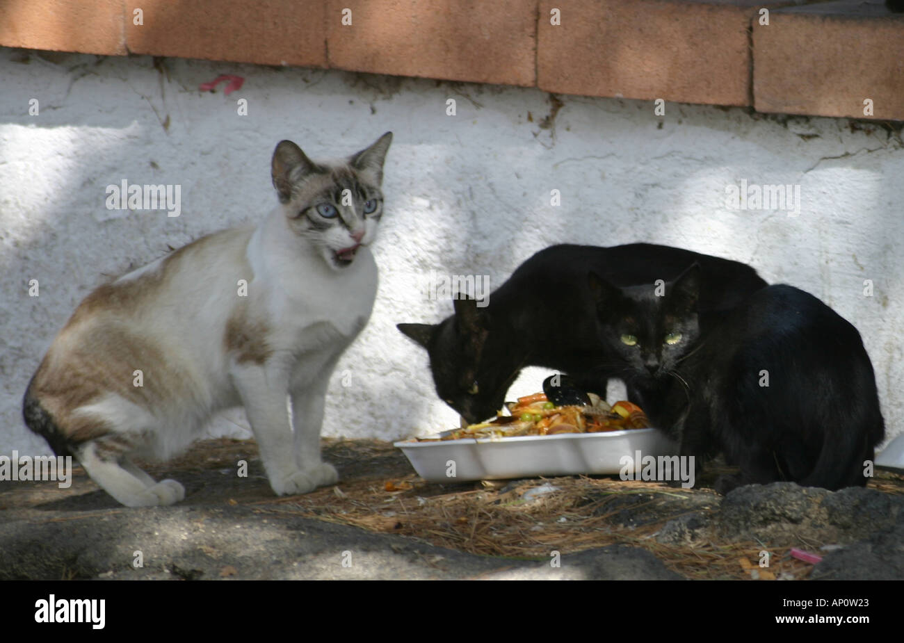 Feral cats Stock Photo