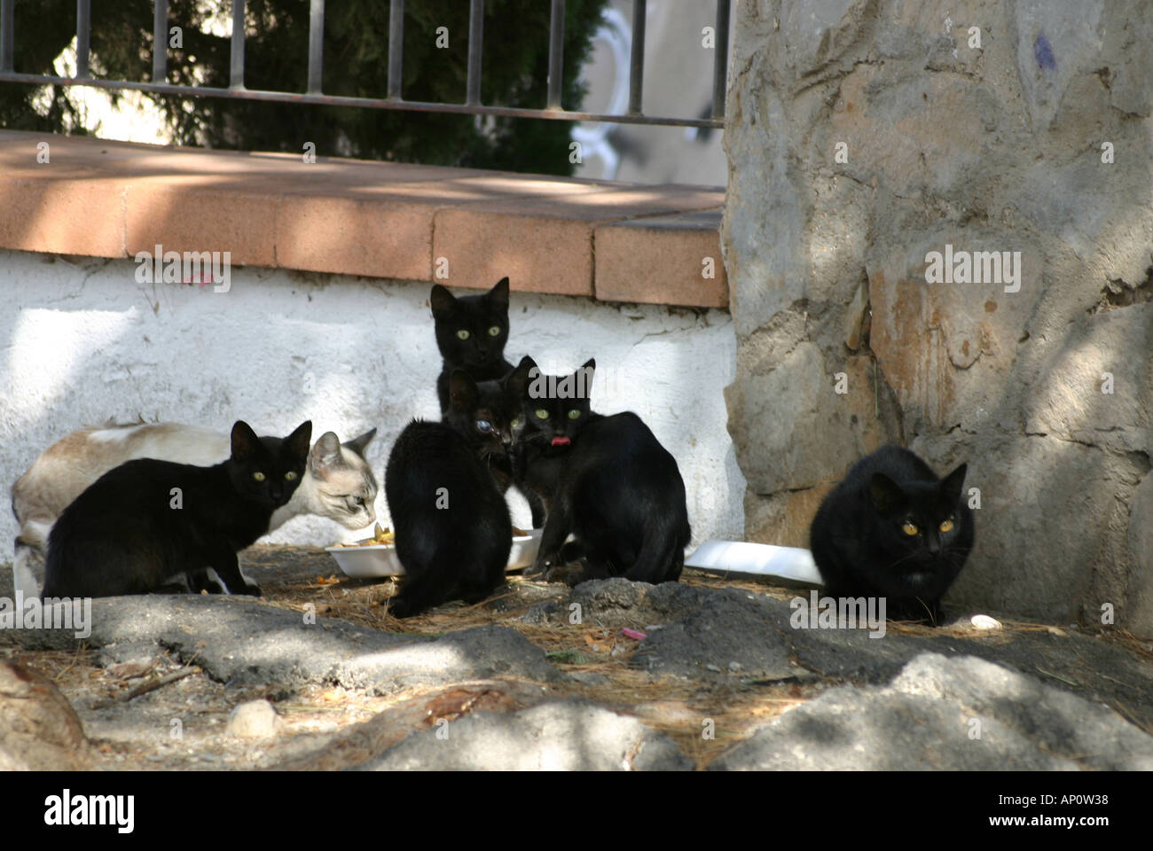 Feral Cats Stock Photo