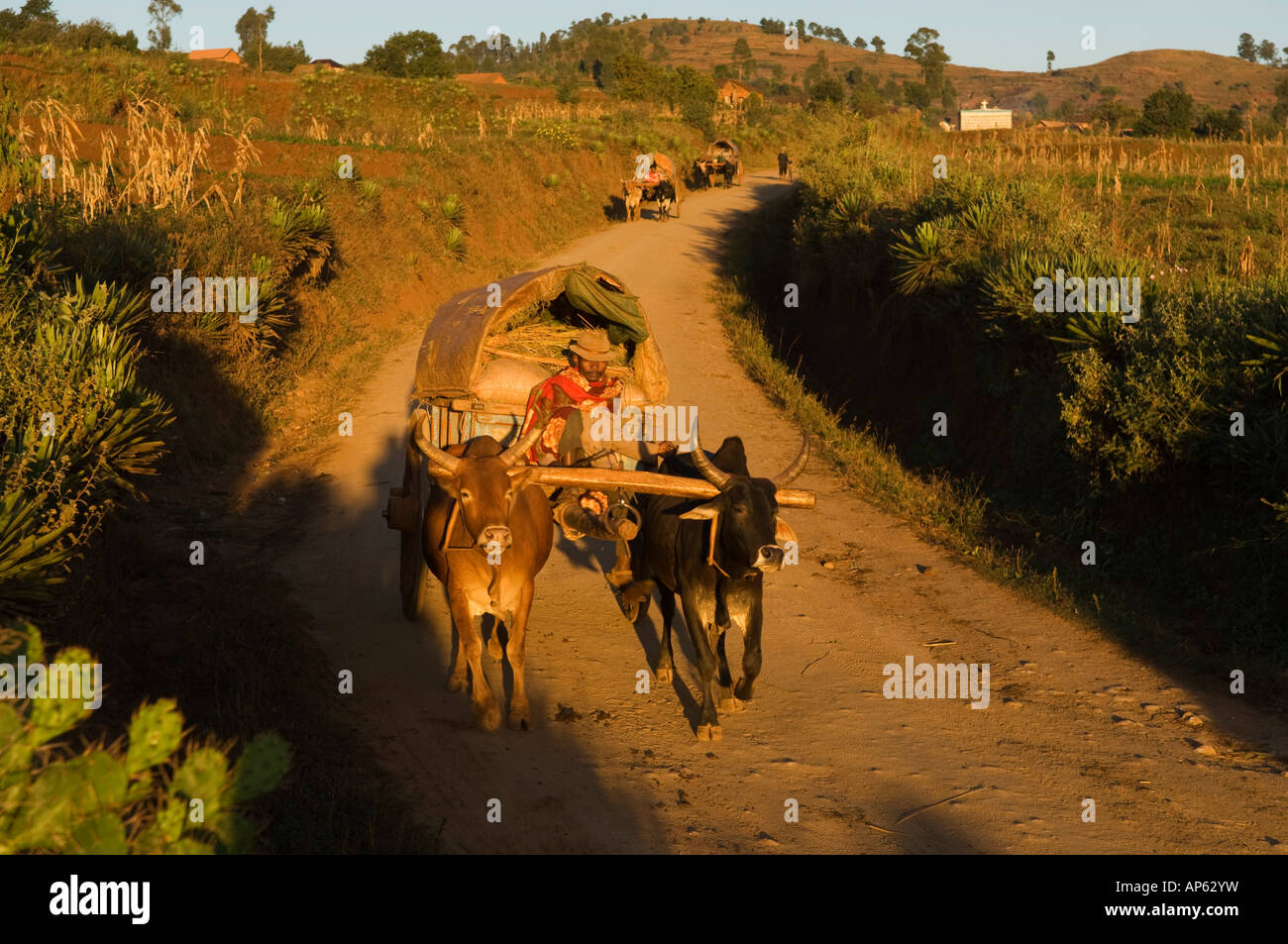 Ox cart, highlands near Antsirabe, Madagascar Stock Photo