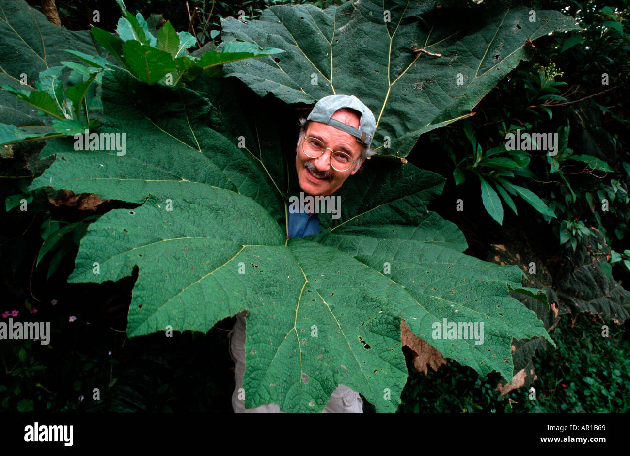 Poor Man s umbrella Gunnera leaf Costa Rica Stock Photo