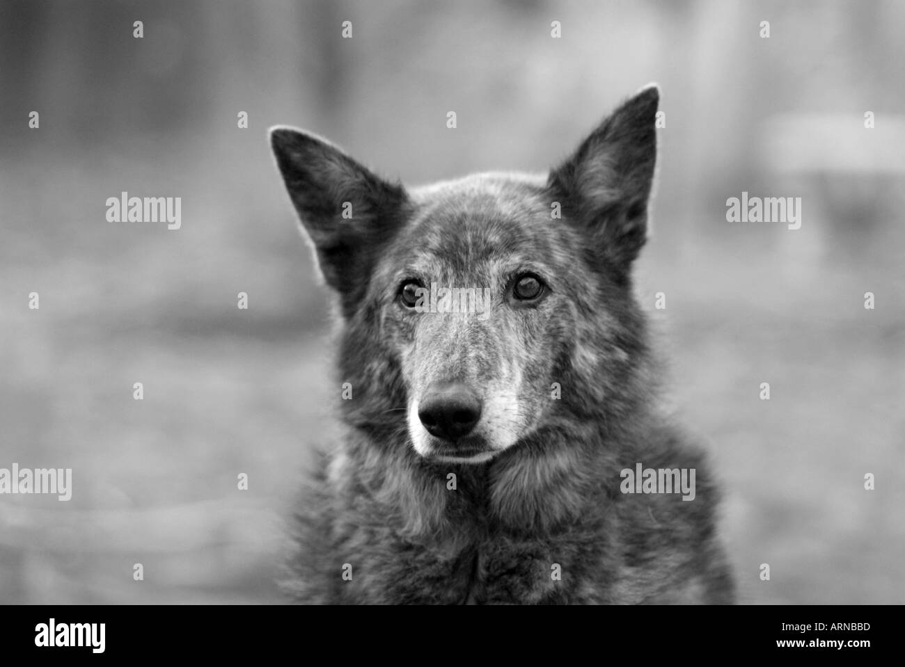 Adult mutt dog looking alert with ears up Dogs Stock Photo