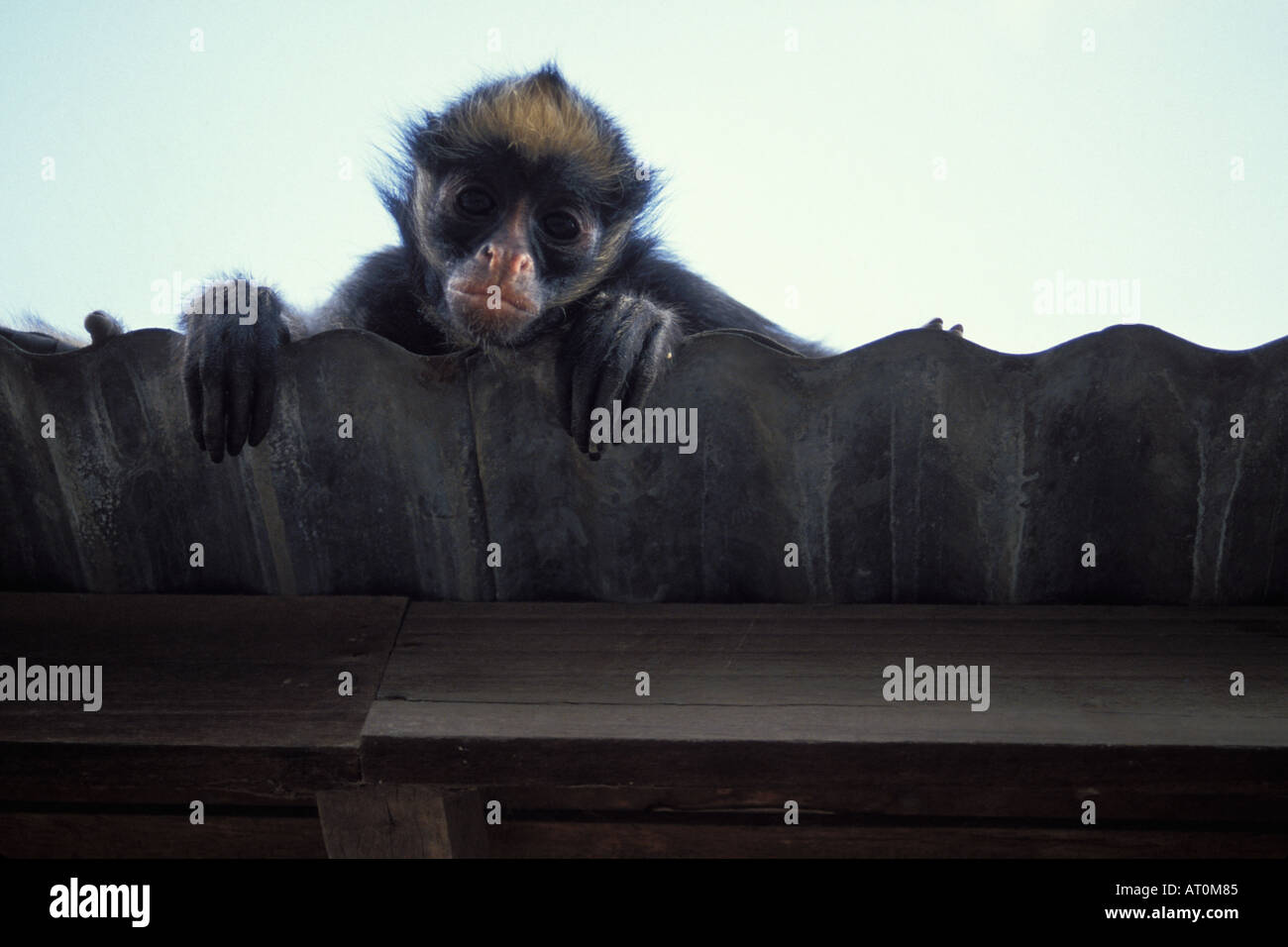 spider monkey Ateles beizebuth captive on a rooftop in the Ecuadorian Amazon Ecuador South America Stock Photo