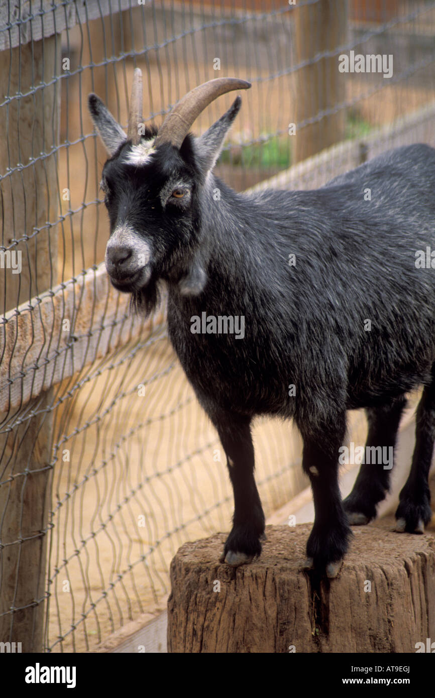 Goat in petting area Avila Barn near Avila Beach San Luis Obispo County California Stock Photo