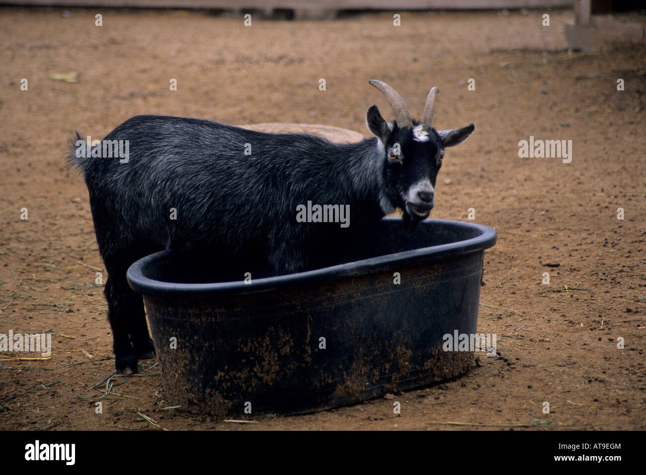 Goat in petting area Avila Barn near Avila Beach San Luis Obispo County California Stock Photo