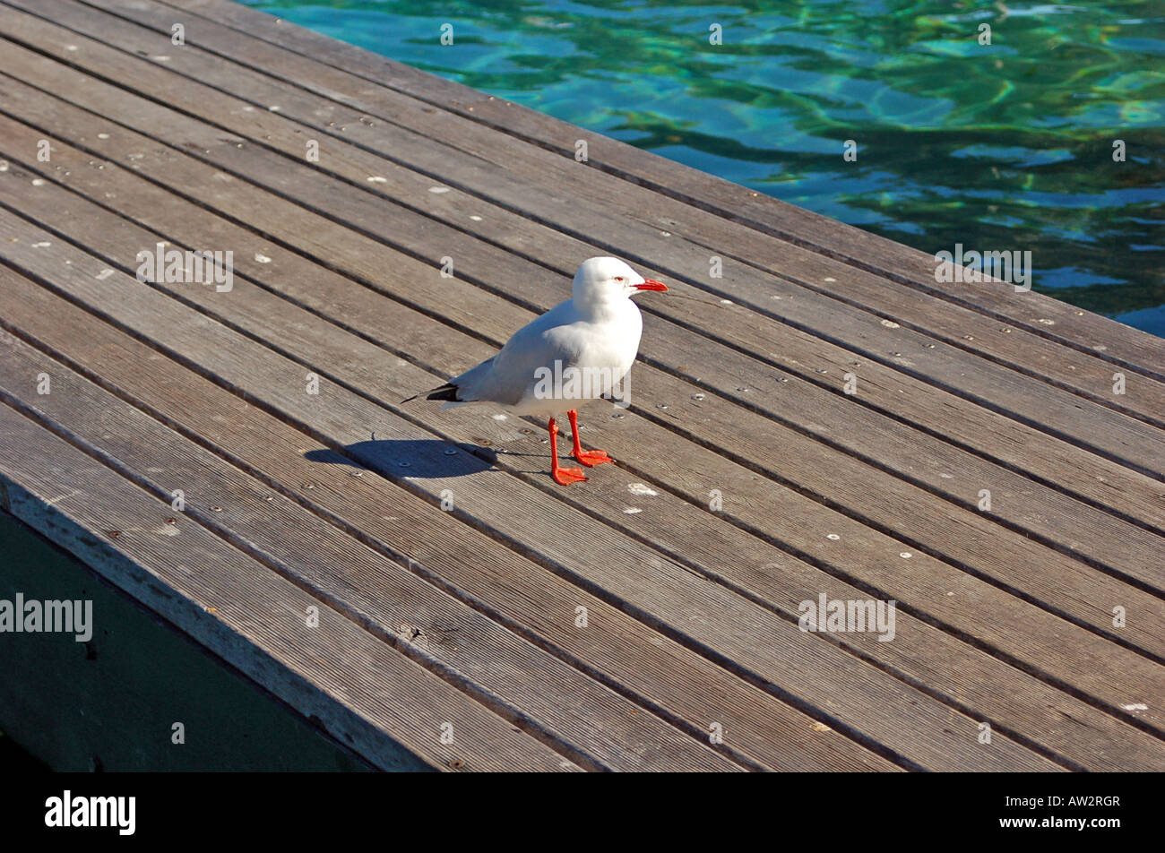 Lonley Gull Stock Photo