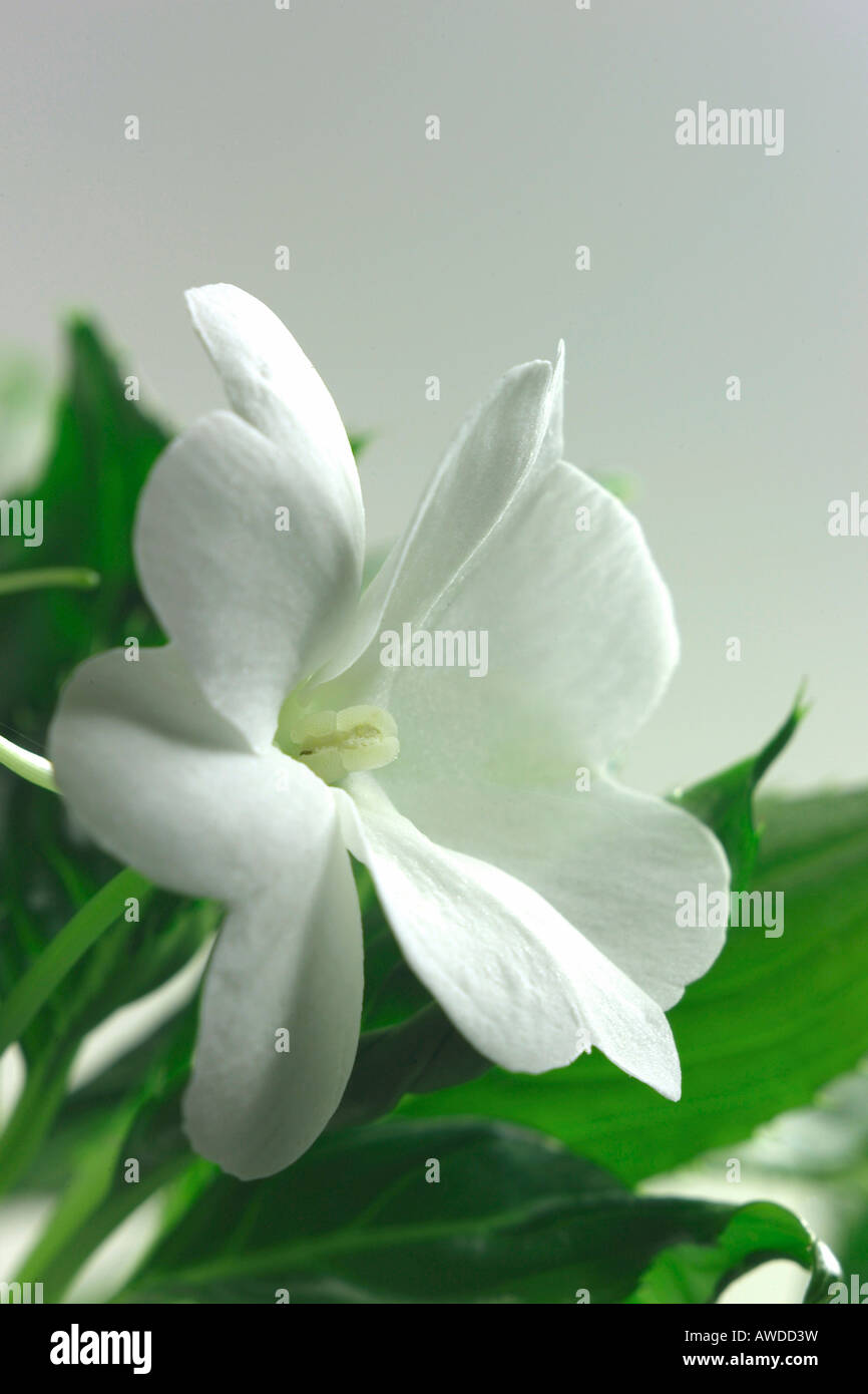 Busy Lizzie (Impatiens walleriana) Stock Photo