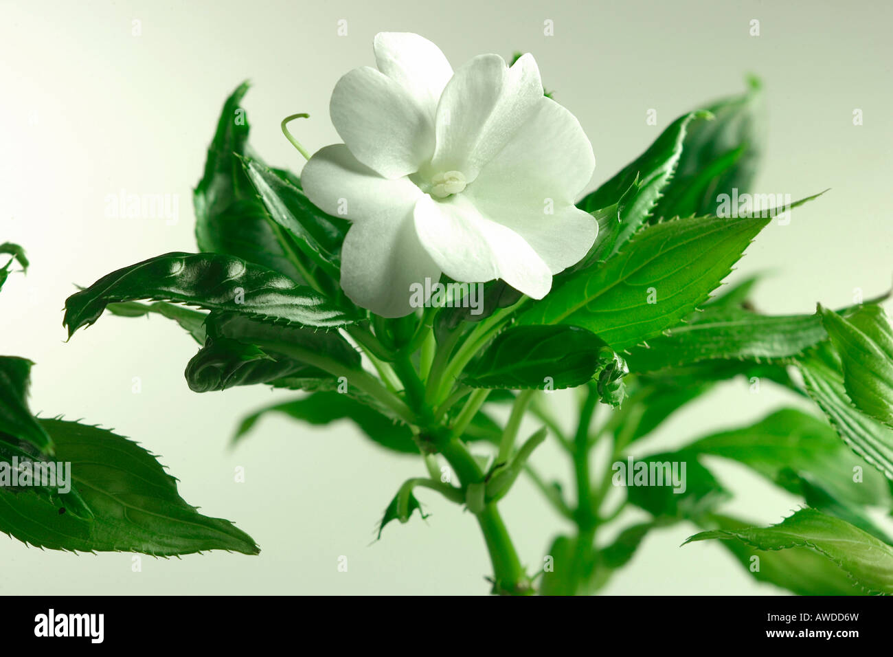 Busy Lizzie, Impatiens walleriana Stock Photo