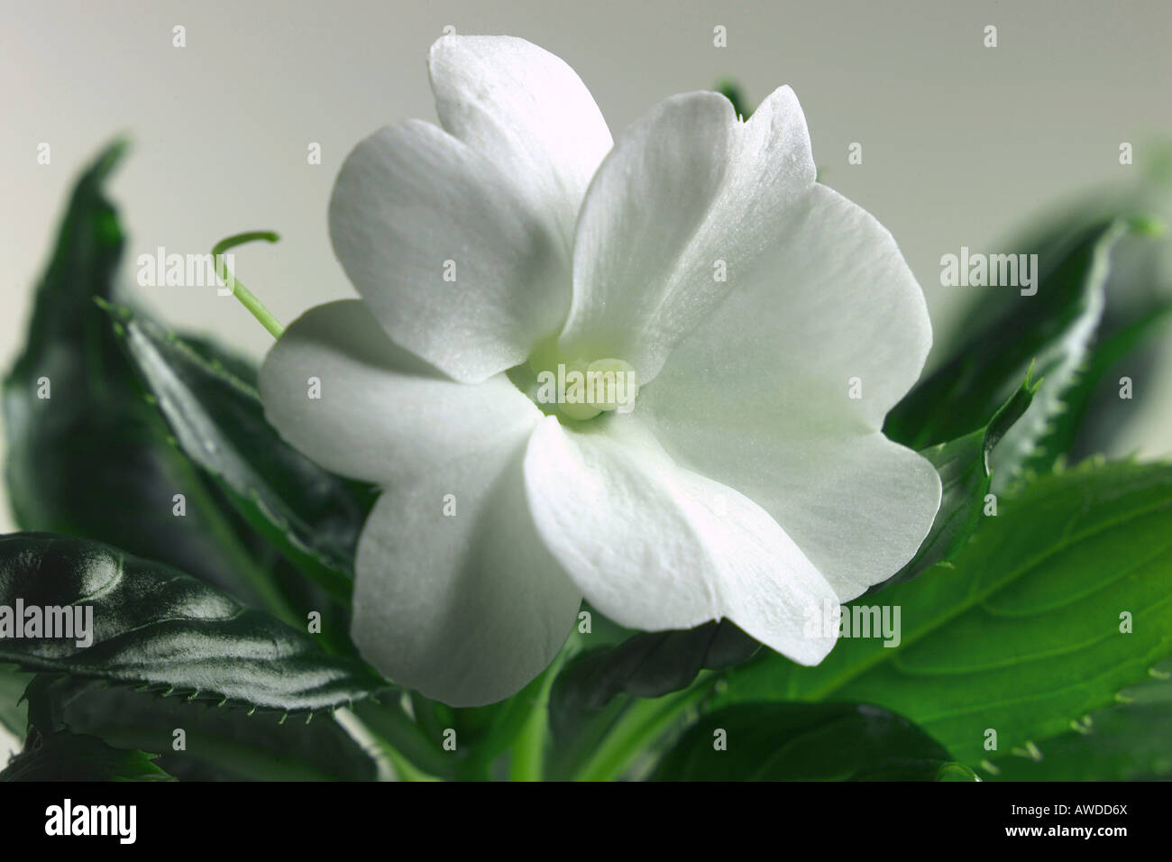 Busy Lizzie, Impatiens walleriana Stock Photo