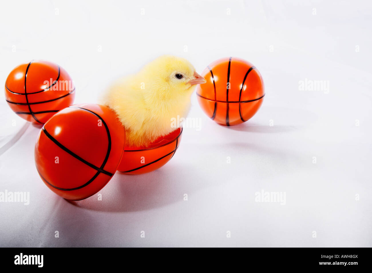 Chick hatching from a plastic basketball Stock Photo