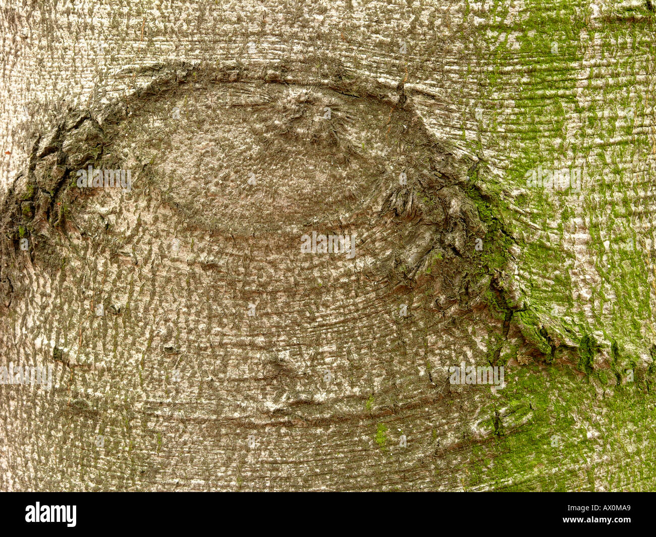 Old beech tree bark Fagus sylvatica Stock Photo