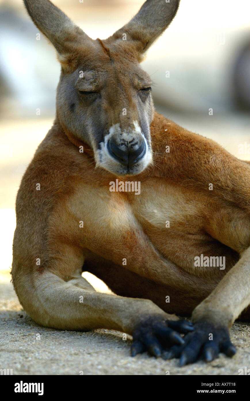 A Male Kangaroo. Stock Photo