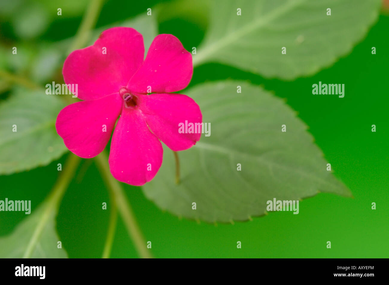 busy lizzie flower close-up (impatiens walleriana, balsaminaceae) Stock Photo