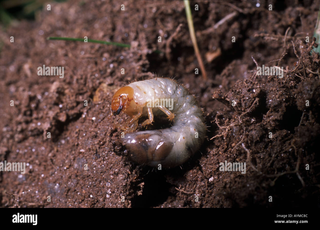 White grubs are larvae of beetles of the genus Phylklophaga. As lawn and agricultural pests, they feed on plant roots. Stock Photo