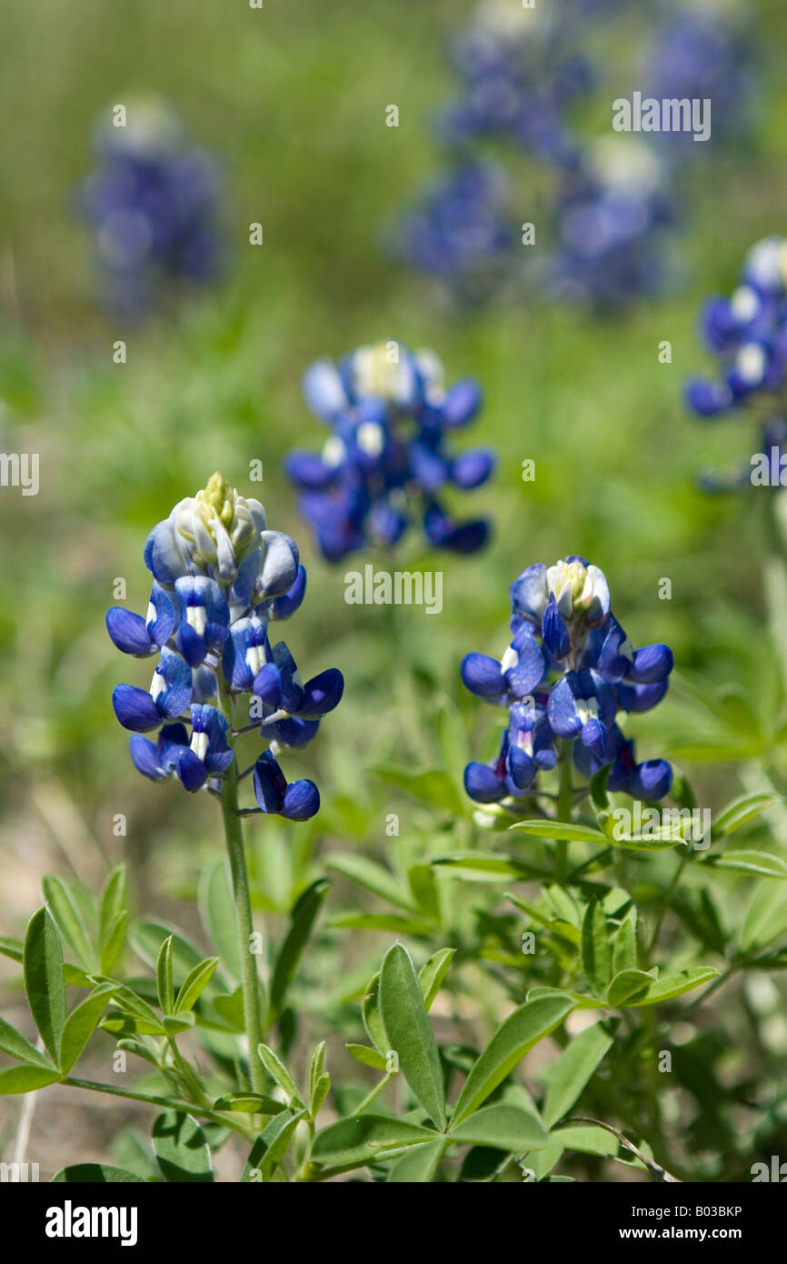 Closeup of Bluebonnet flowers, the Texas State Flower Stock Photo - Alamy