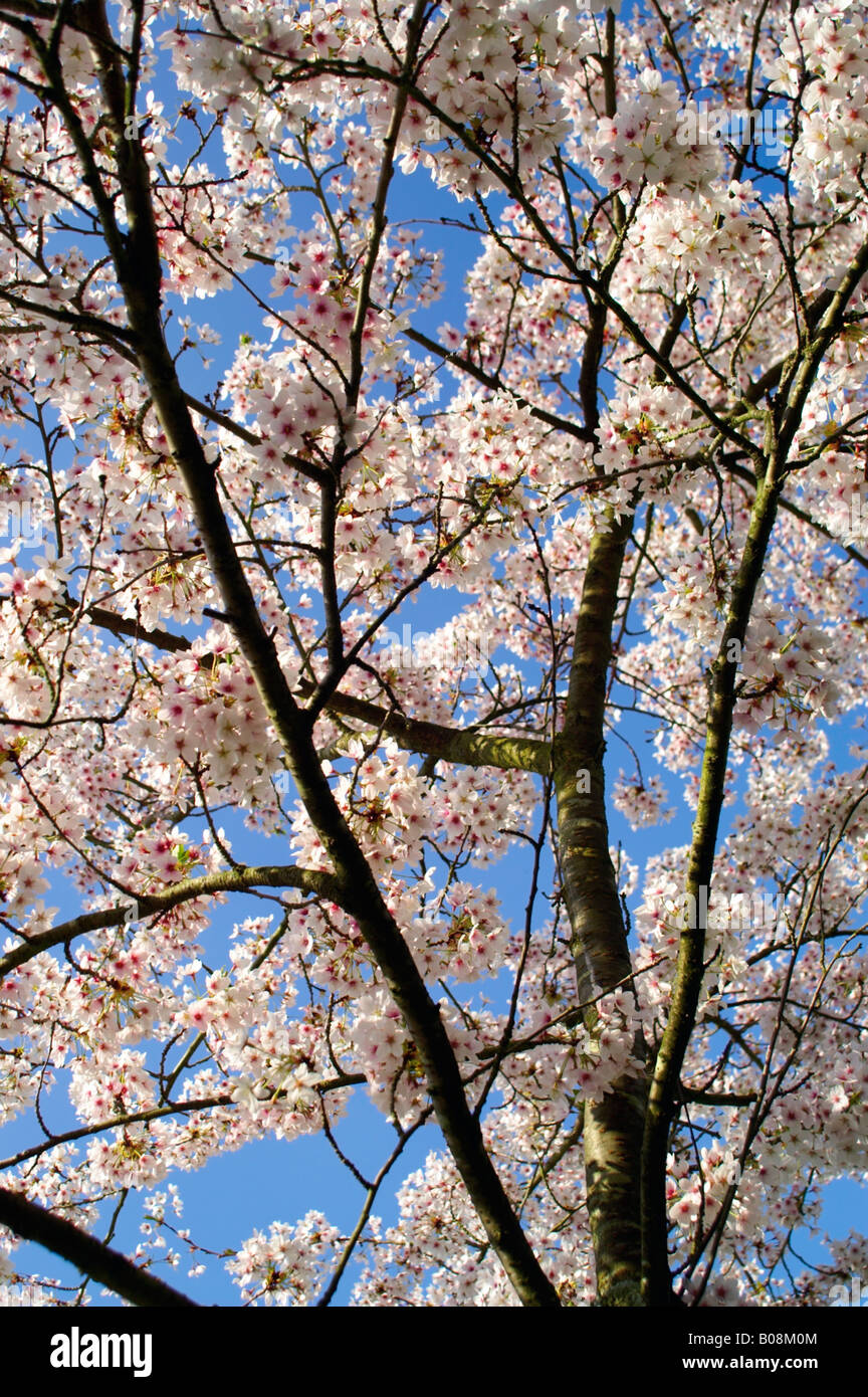 PRUNUS X YEDOENSIS YOSHINO CHERRY Stock Photo