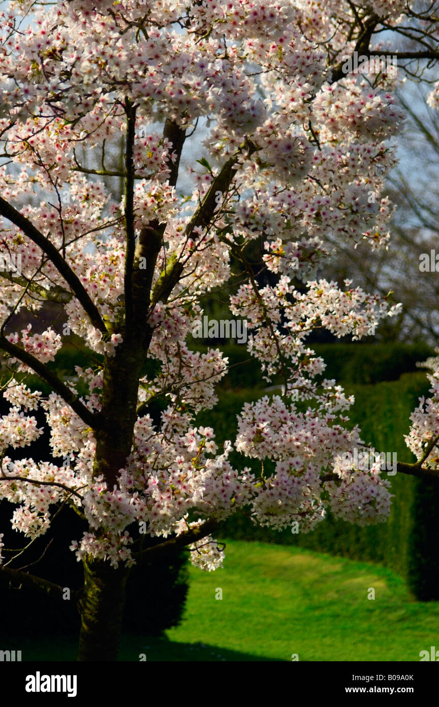 PRUNUS X YEDOENSIS YOSHINO CHERRY Stock Photo