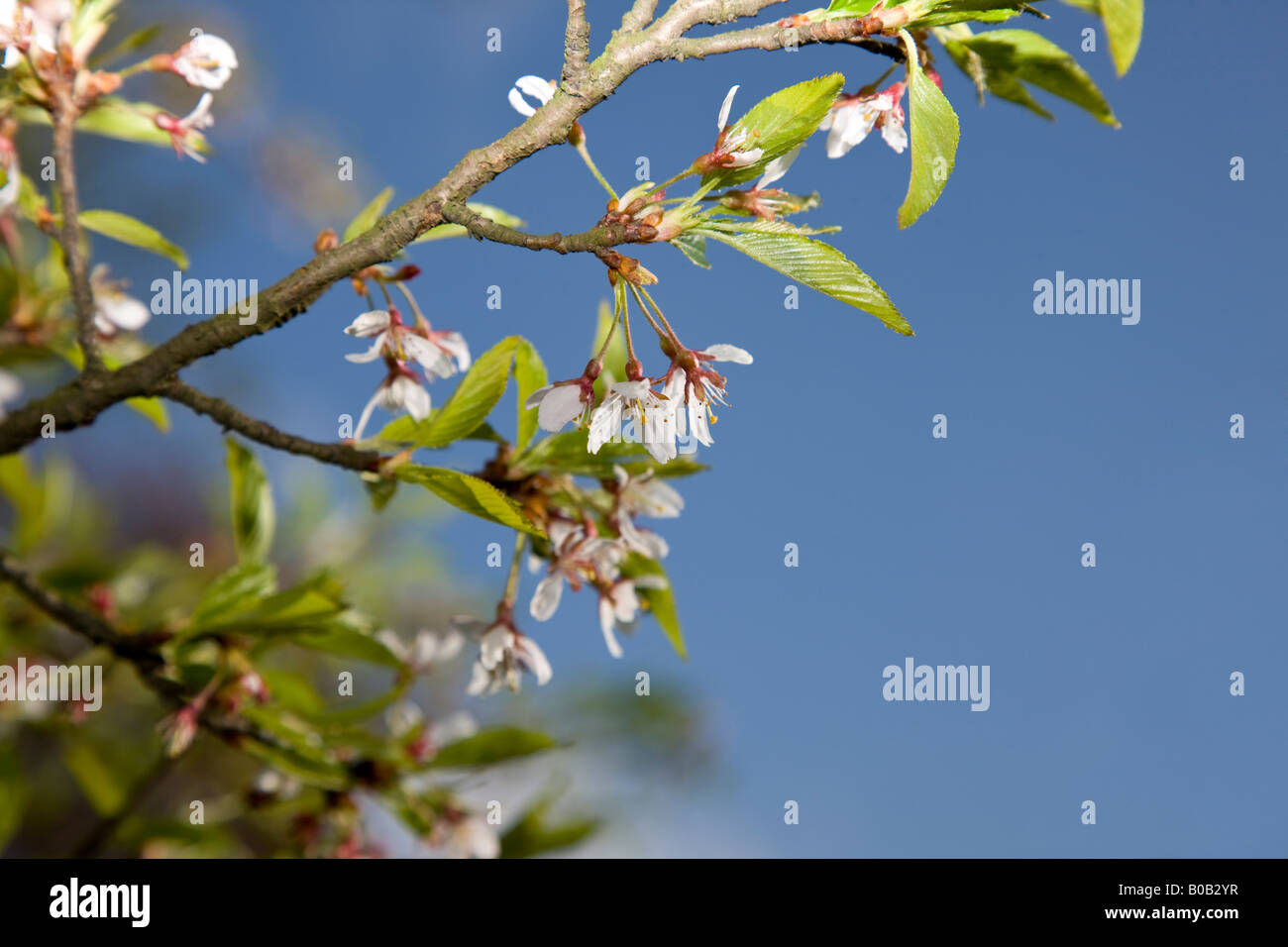 Prunus x yedoensis Stock Photo