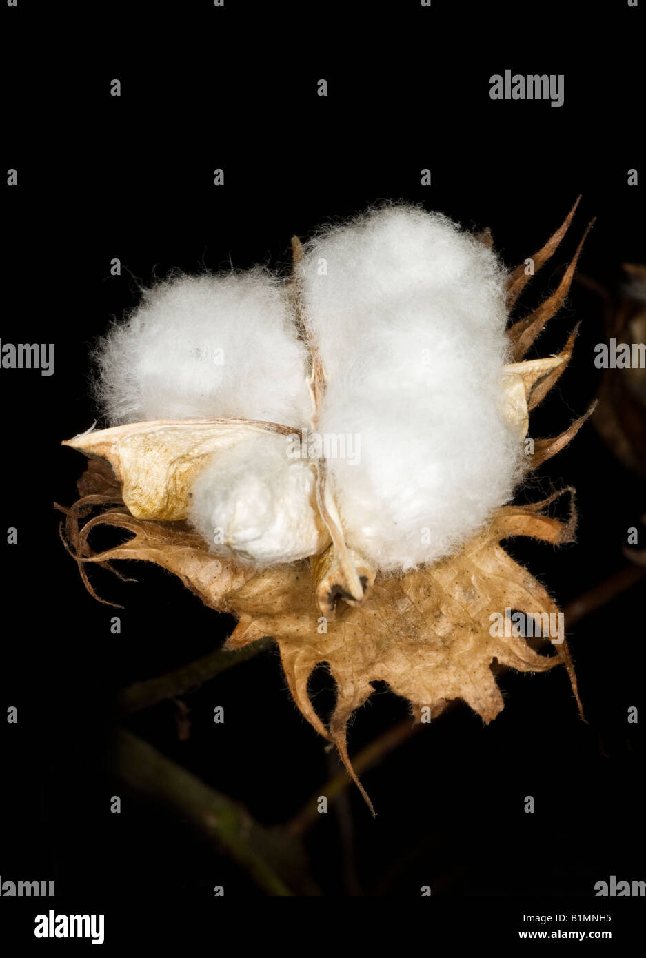 Cotton boll, closeup of a single mature dried flower seed case of the cotton plant Stock Photo