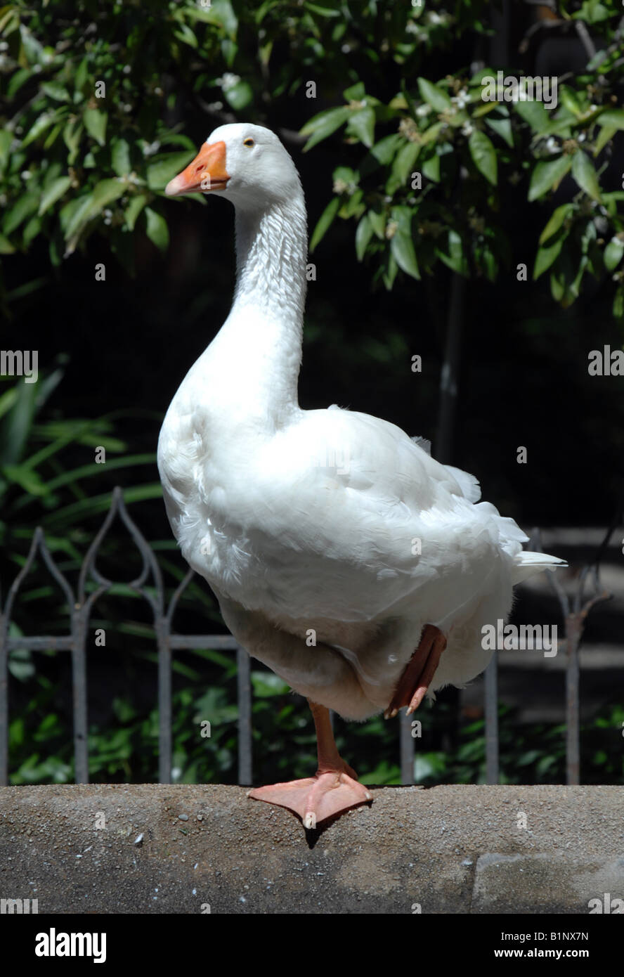 White Goose Stock Photo