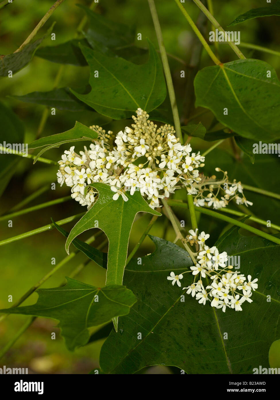 Kukui Tree High Resolution Stock Photography and Images - Alamy