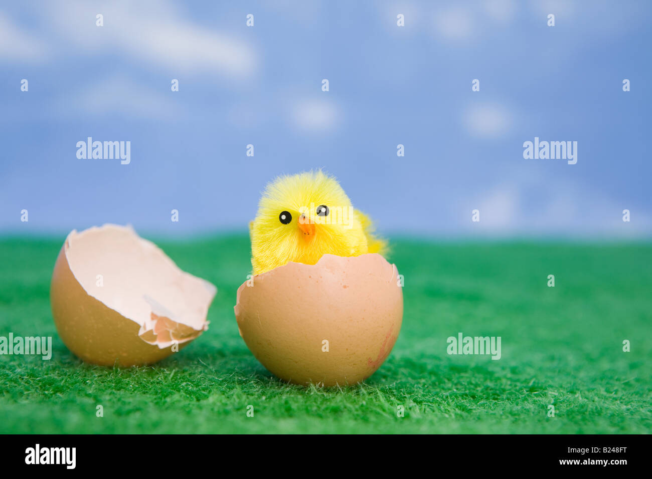 A chick hatching Stock Photo