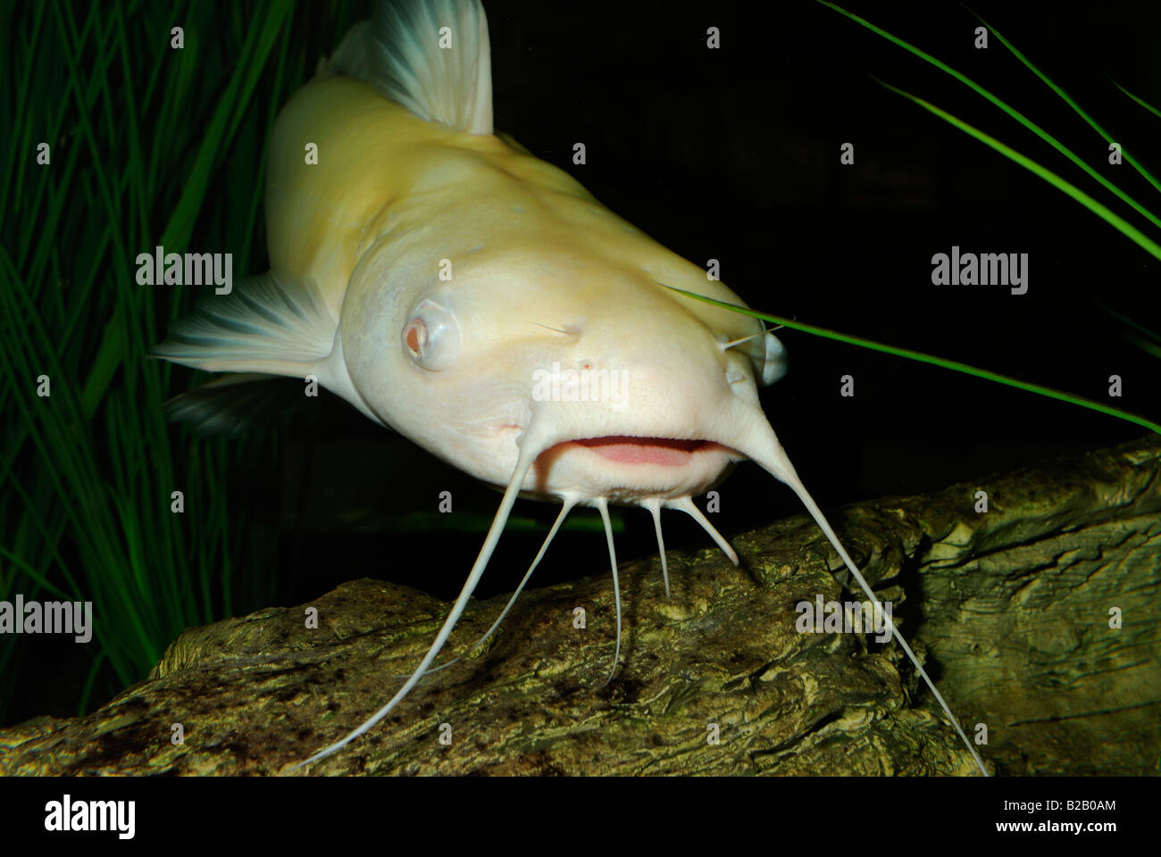 Channel catfish Ictalurus punctatus albino Florida Stock Photo