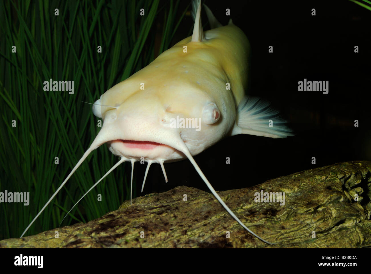 Channel catfish Ictalurus punctatus albino Florida Stock Photo